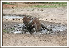 Bongo_12_2013