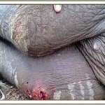kalb2