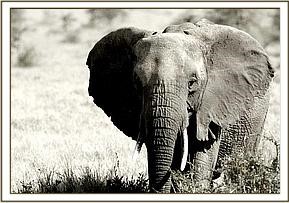 amboseli_2