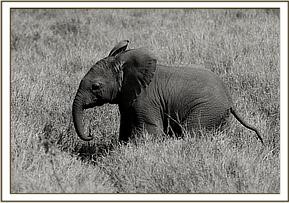 amboseli_4