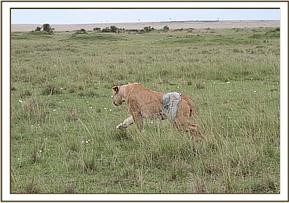 skyvet_lion_15
