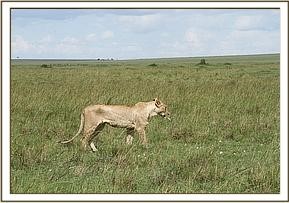 skyvet_lion_4