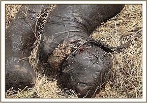 vet_eli_maerz_2014_1