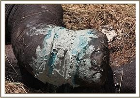 vet_eli_maerz_2014_4