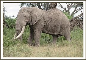 tusker_1