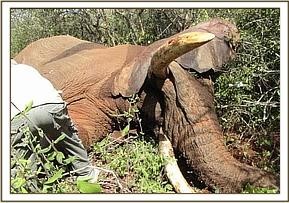 tusker_15