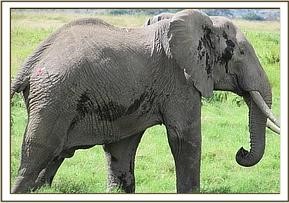 tusker_17
