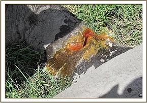 tusker_18