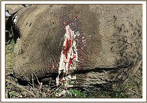 tusker_22