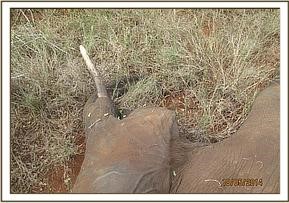 tusker_23