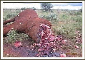 tusker_27