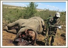 tusker_33