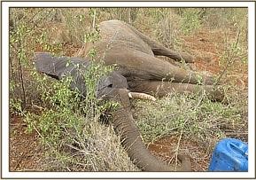 tusker_35