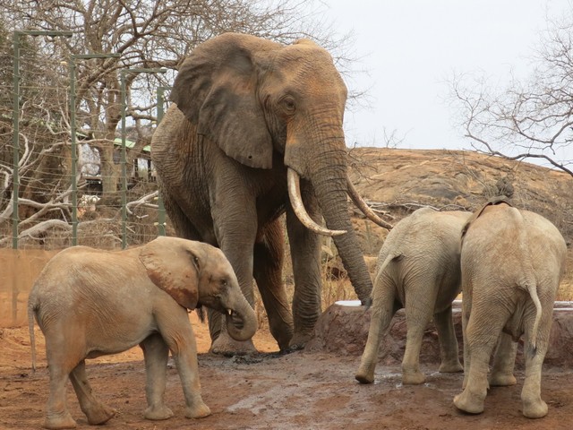 Ithumba-Waisen gesellen sich zu einem wilden Bullen orphans joining bulls for water