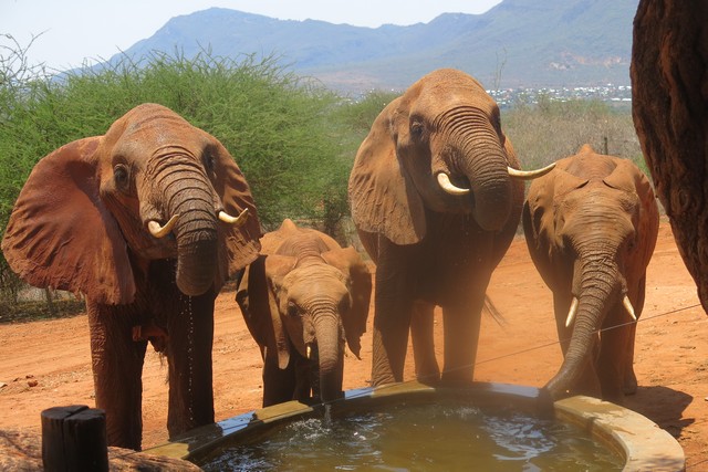 A wld herd enjoying a drink in the stkd (2)