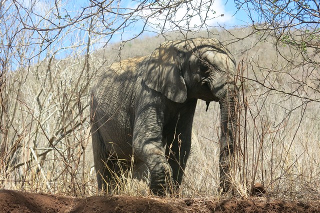 Greedy Limalima in the bush