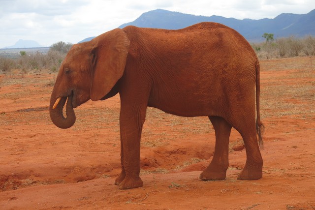 Kenia