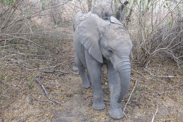 Songoloni leading babies out from the bushes