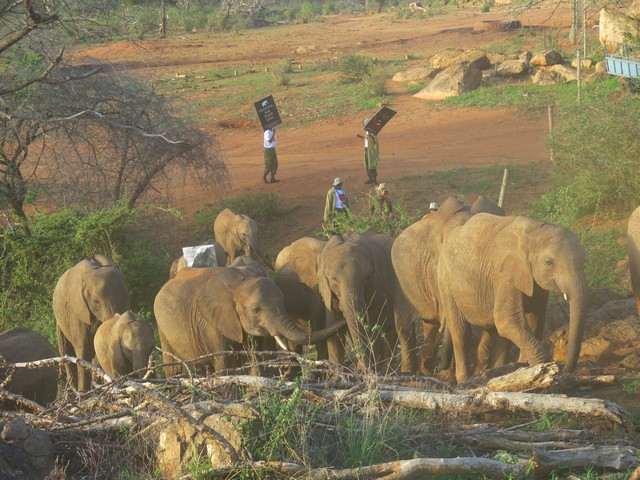 keepers taking elephants to the bush (8)
