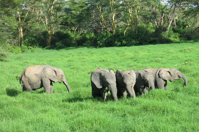 Babies browsing on the grassland (6)