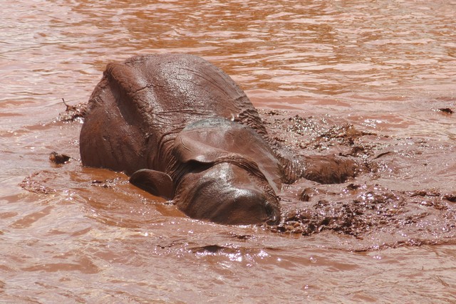 Kivuko enjoying in plenty water