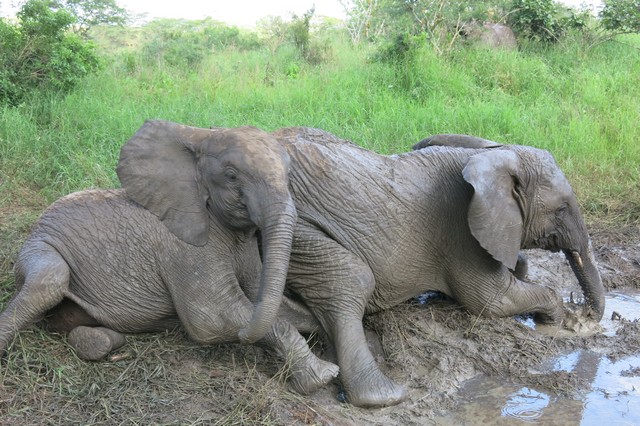 Limalima infront,trying to play together with Sonje on the mud