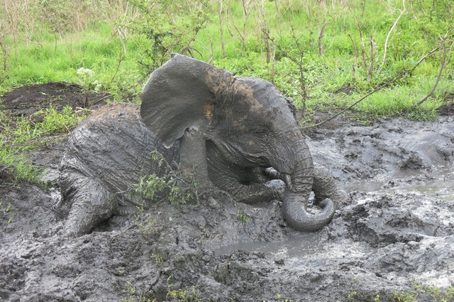 Playfull Sonje rolling on mud (3)