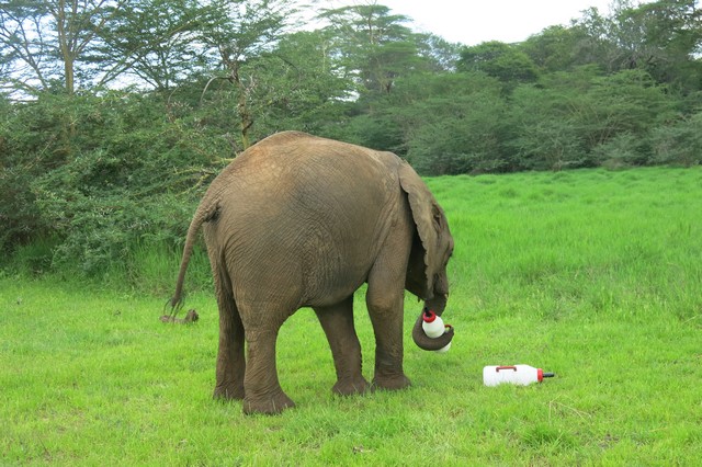 Songoloni,picking up her milk botles (2)