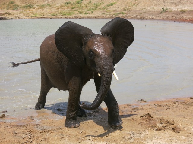 Bongo
