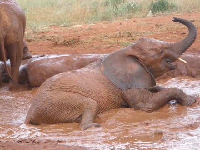 Wesesa wake up to find Bada had been taken by Lesanju (1)