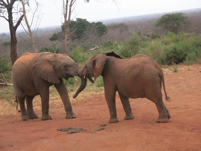 kilabasi plays vuria