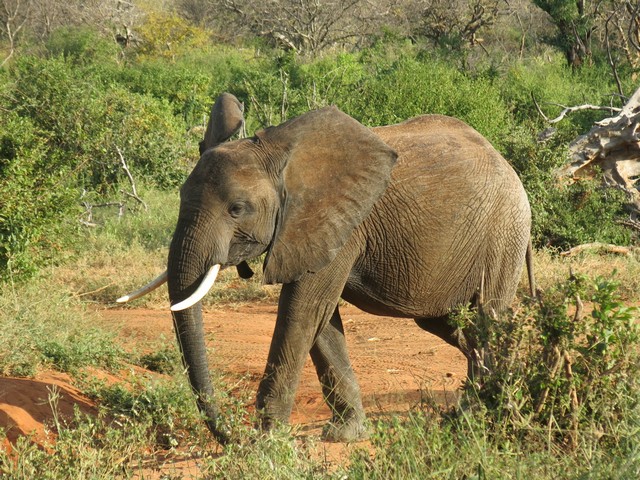 kora