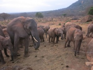 mulika with orphans
