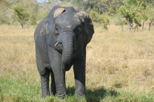 Murera away from the waterhole