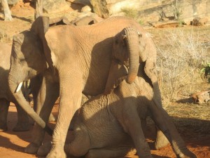 mutara scratching on shukuru