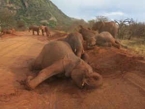 orphans playing
