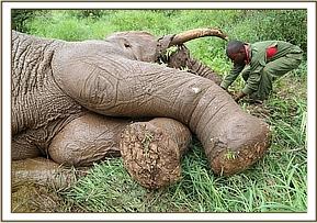 der betäubte Elefant