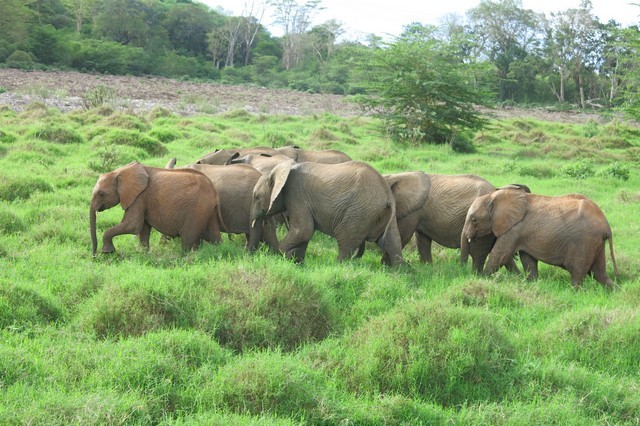 Balguda and Ziwa are taken round to browse (2)