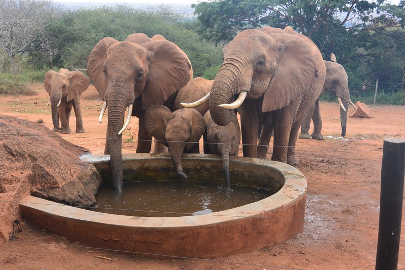 2nd herd of wld eles drinking in the stkd (1)