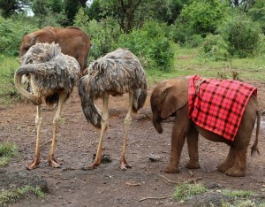 Nairobi orphans-Elkarama