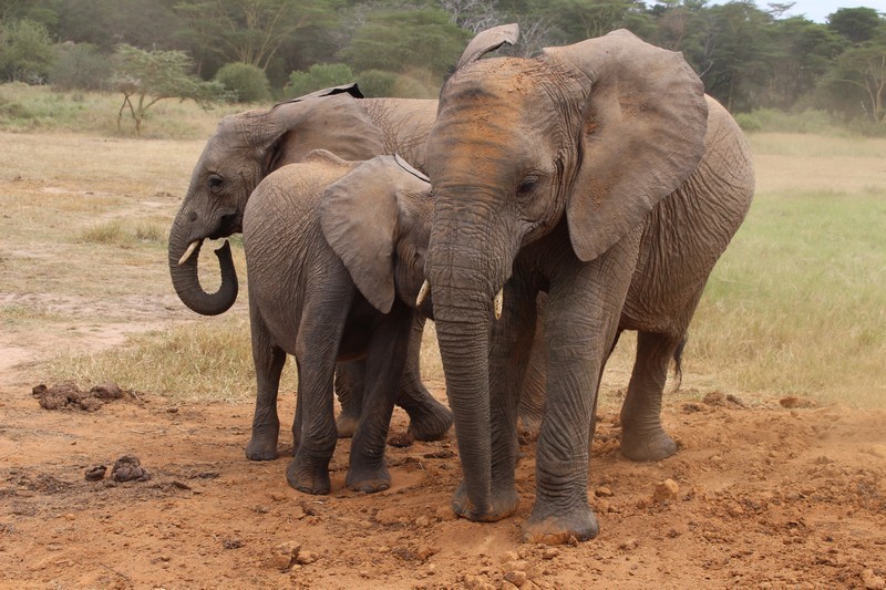 Balguda in the middle is given protectionsby Murera on the leftside and Sonje on the rightside (2)