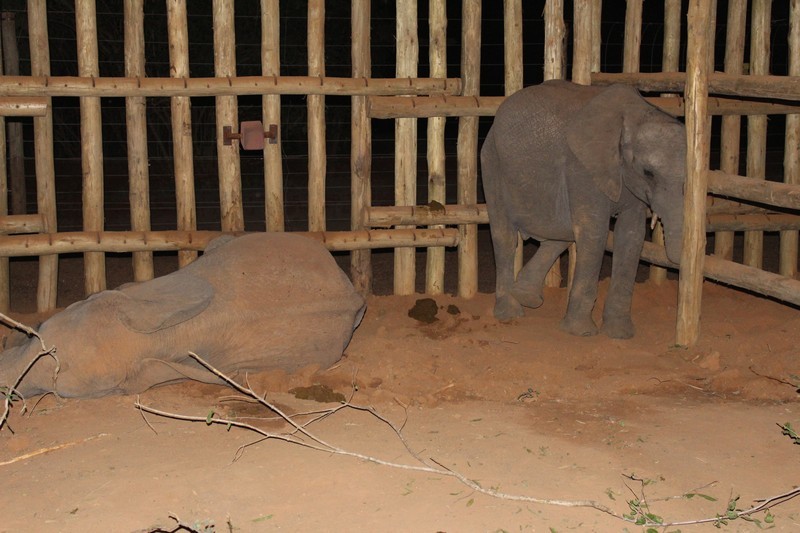 Balguda standing as Ziwa in the deep sleep