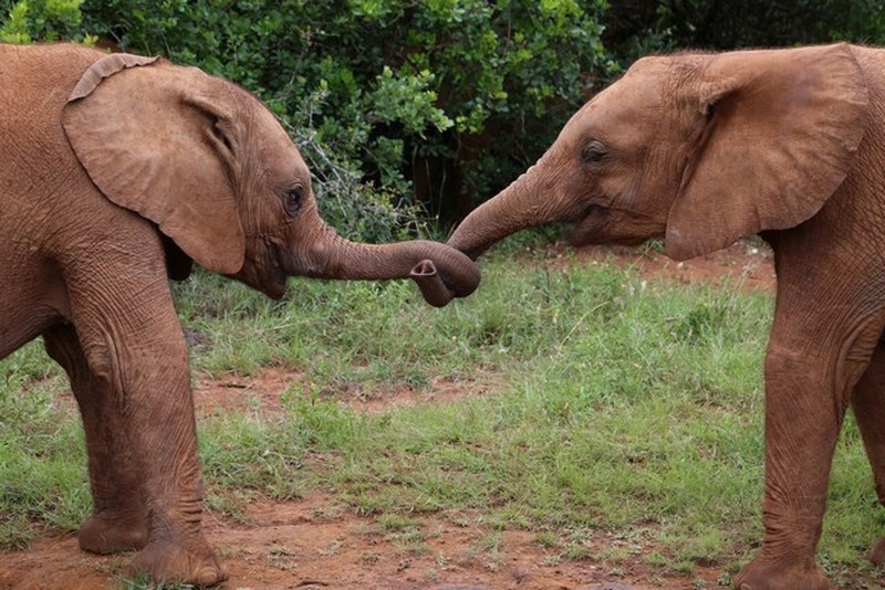 Nairobi orphans