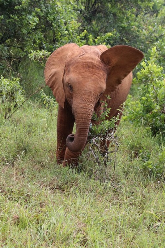 Nairobi orphans