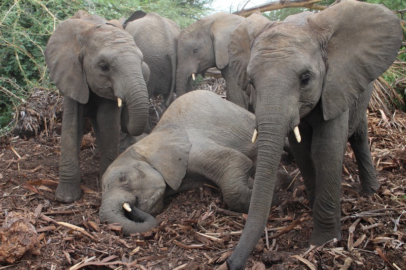 Jasiri lying down,playing with Faraja standing next with Quanza on the leftside