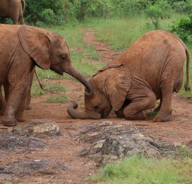 Nairobi orphans