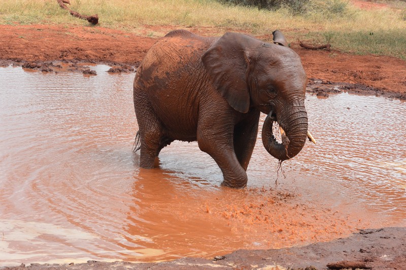 Mzima in water (1)