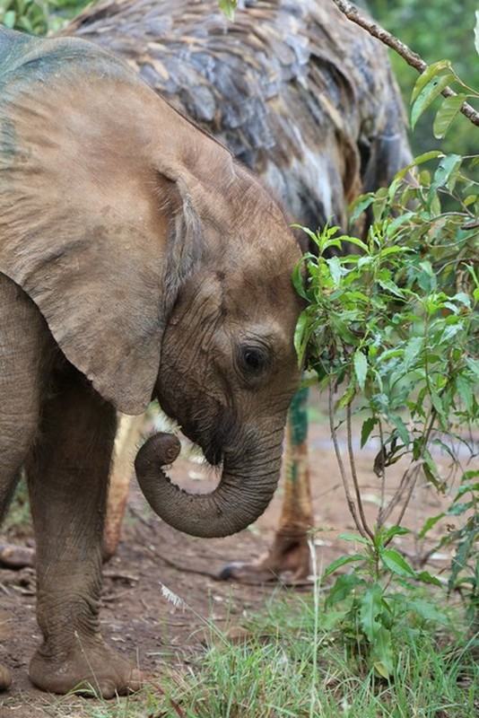 Nairobi orphans