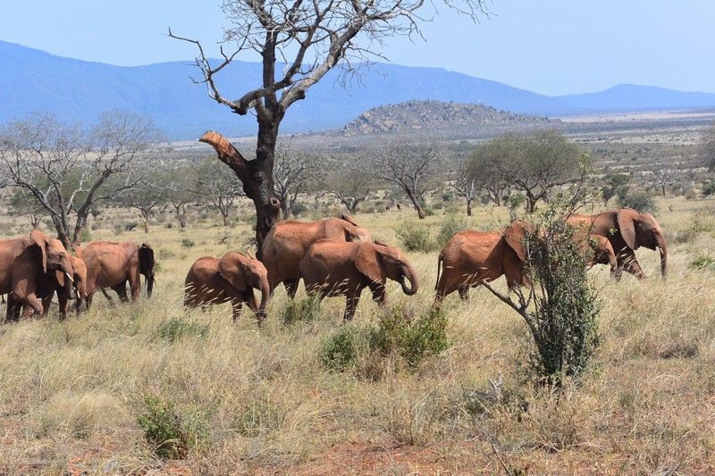 Orphans leaving the wld herd & heading to the w.pool under K