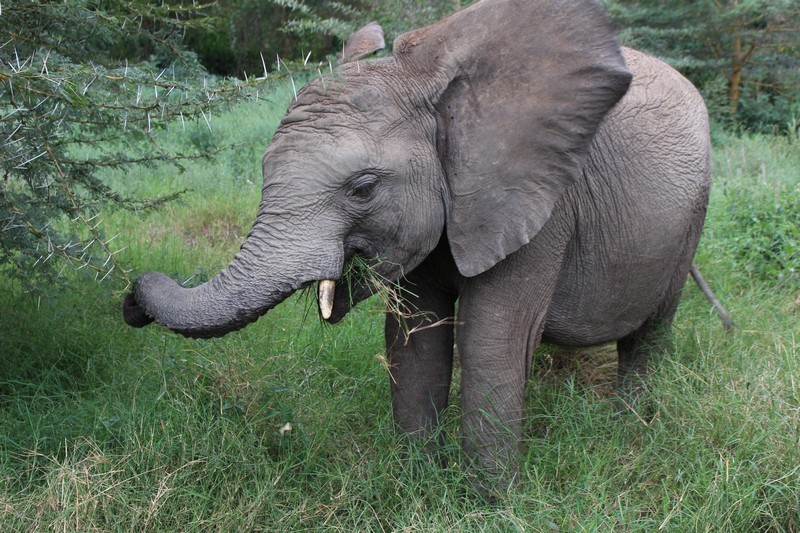 Quanza feeling her stomach with fresh soft grass (3)